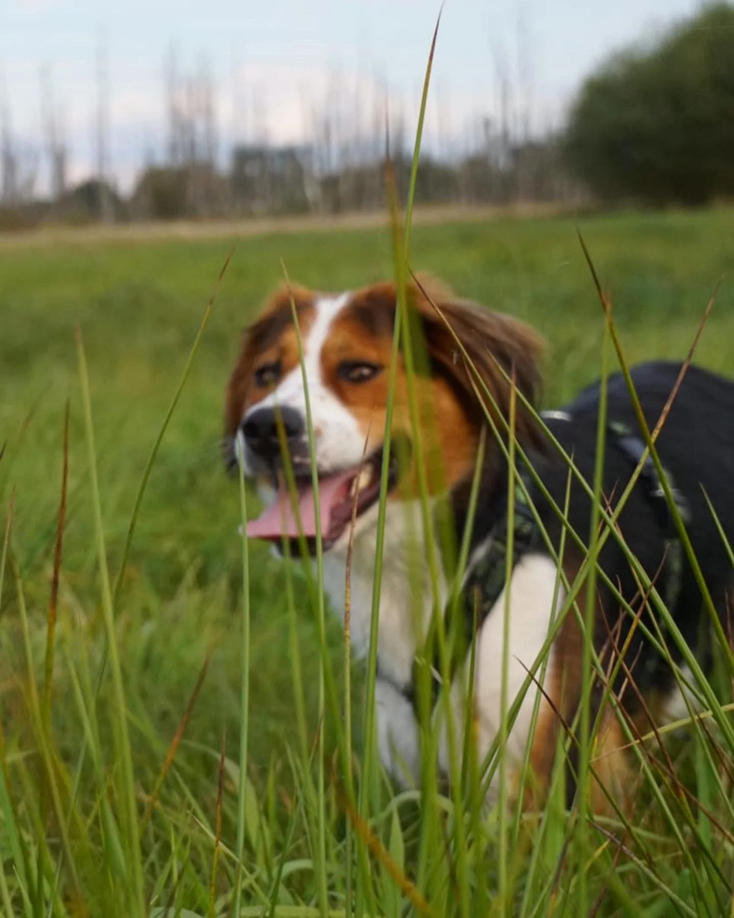 KONKURS PLASTYCZNO-TECHNICZNY DLA KLAS I-IV „TROPEM PSICH BOHATERÓW”